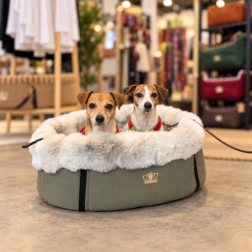 BED to GO